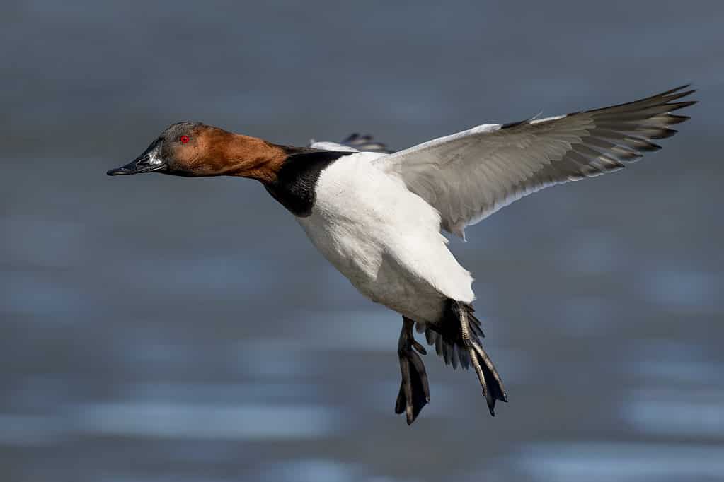 Canvasback Anatra che sbatte le ali