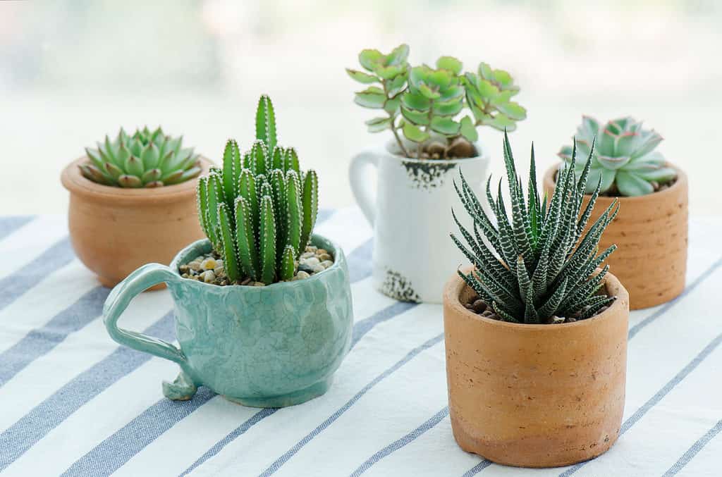 Vari tipi di mini cactus, piante di zebra, echeveria kalanchoe piante da appartamento succulente in vasi di terracotta su sfondo di tovaglie a strisce.