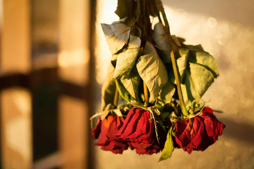 Il bouquet secco di rose rosse è appeso a testa in giù 