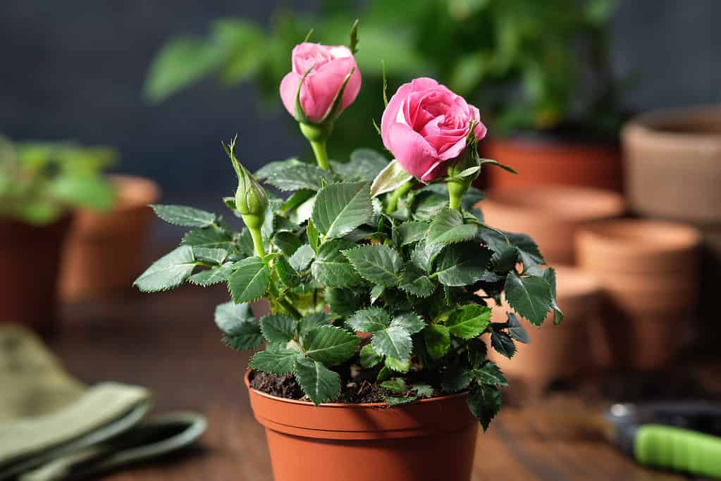 Rose rosa in una pentola