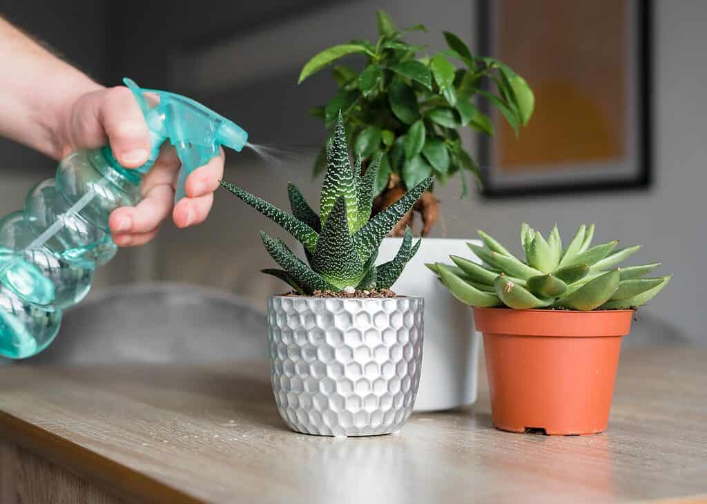 Innaffiare le piante grasse con un flacone spray