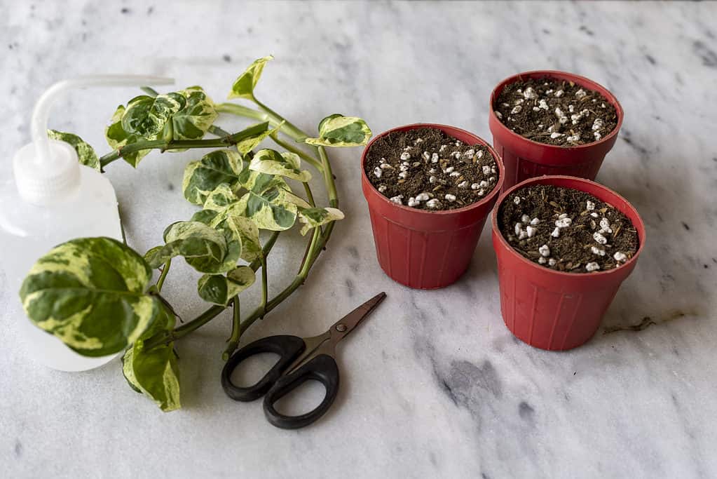 Propagazione di Pothos da talee