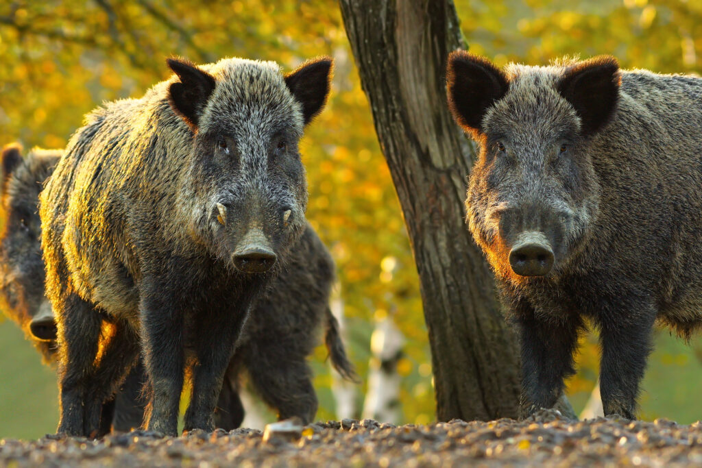Cinghiali, maiali selvatici, Sus scrofa