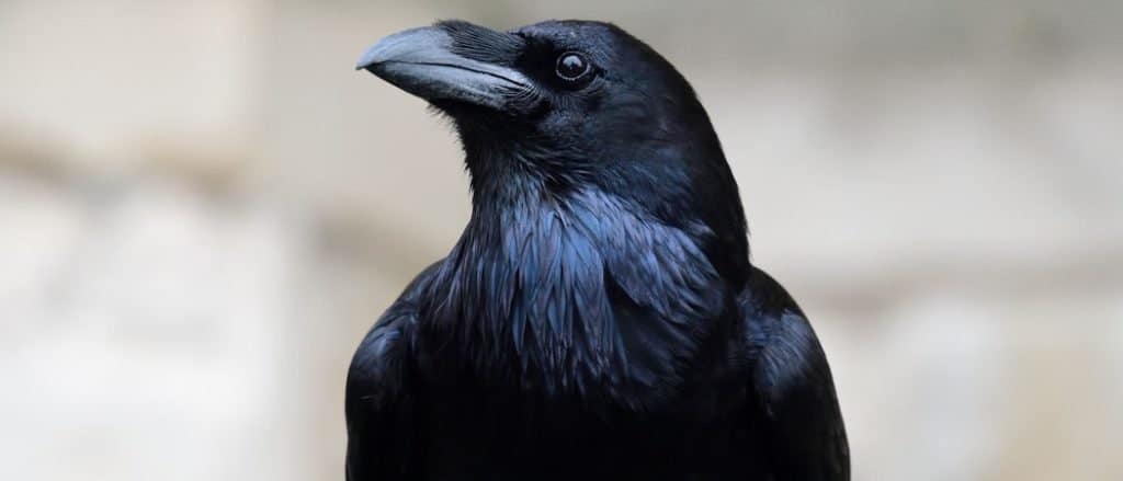 Ritratto ravvicinato di un corvo imperiale (Corvus corax)