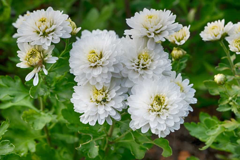 Fiori da piantare a marzo