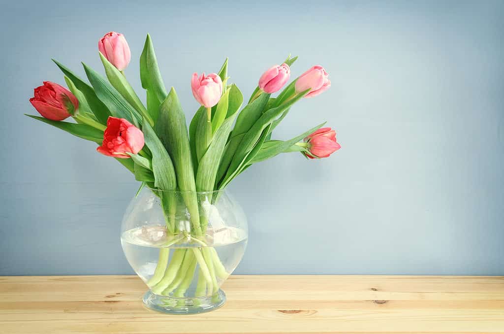 cosa piantare a marzo