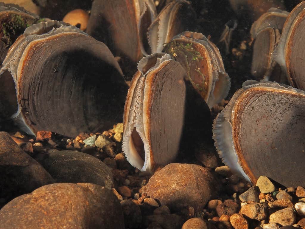 Cozze Perlate Occidentali