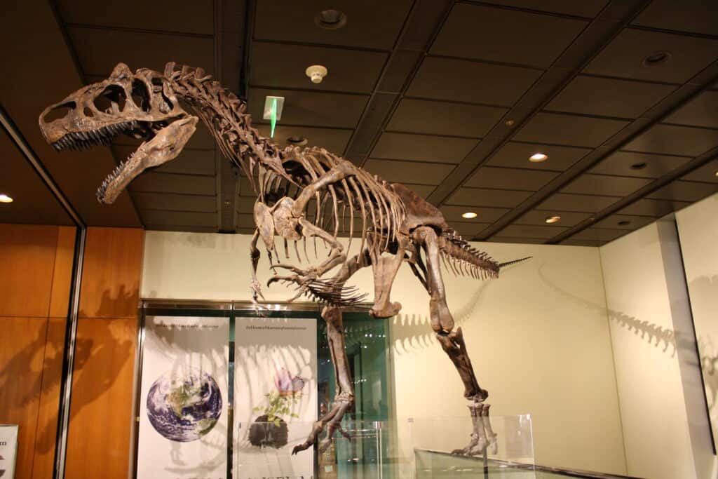 Scheletro di allosauro (Big Al II).