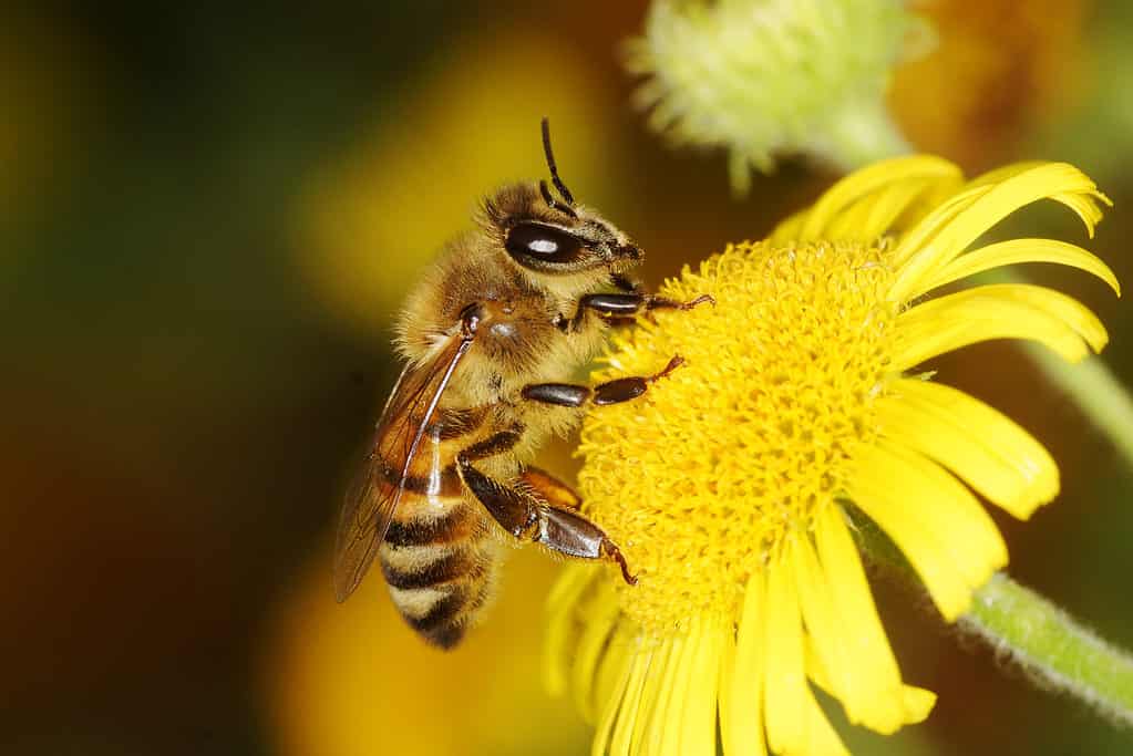 Ape mellifica sul fiore giallo grassetto