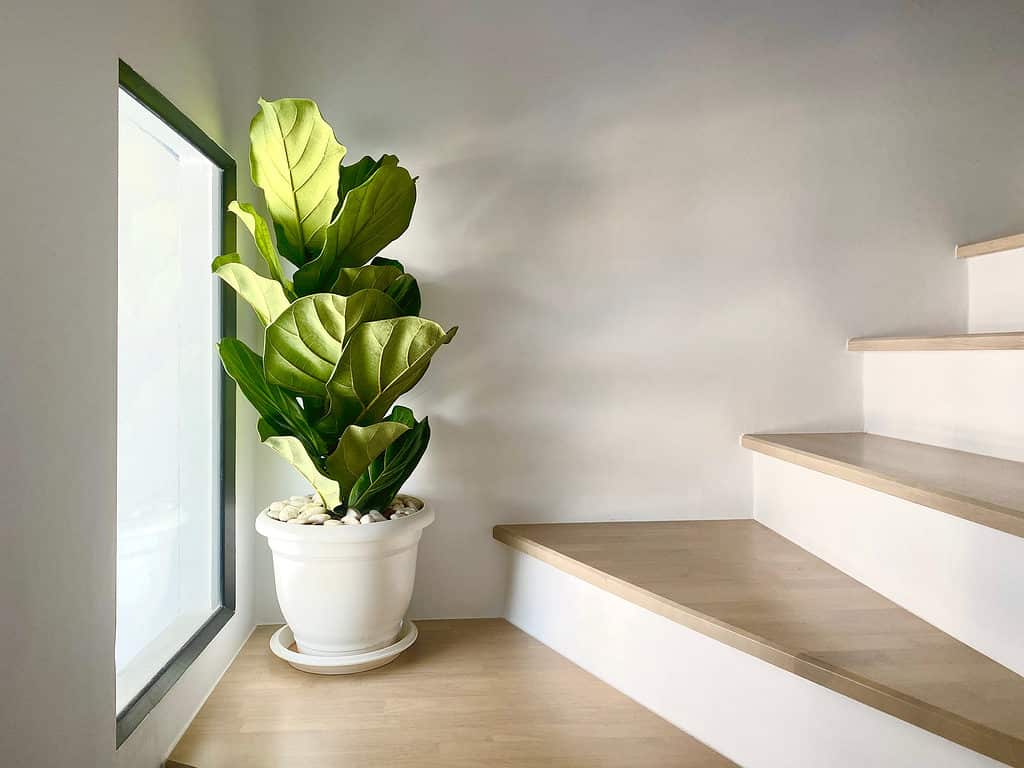 Albero di fico foglia di violino in vaso bianco