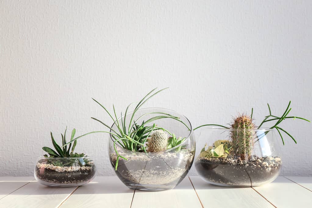 Succulenti giardini in vasi di vetro su pavimento in legno.