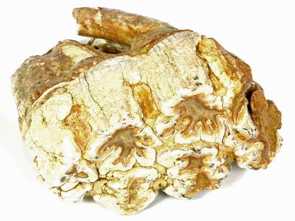Dente stegomastodonte