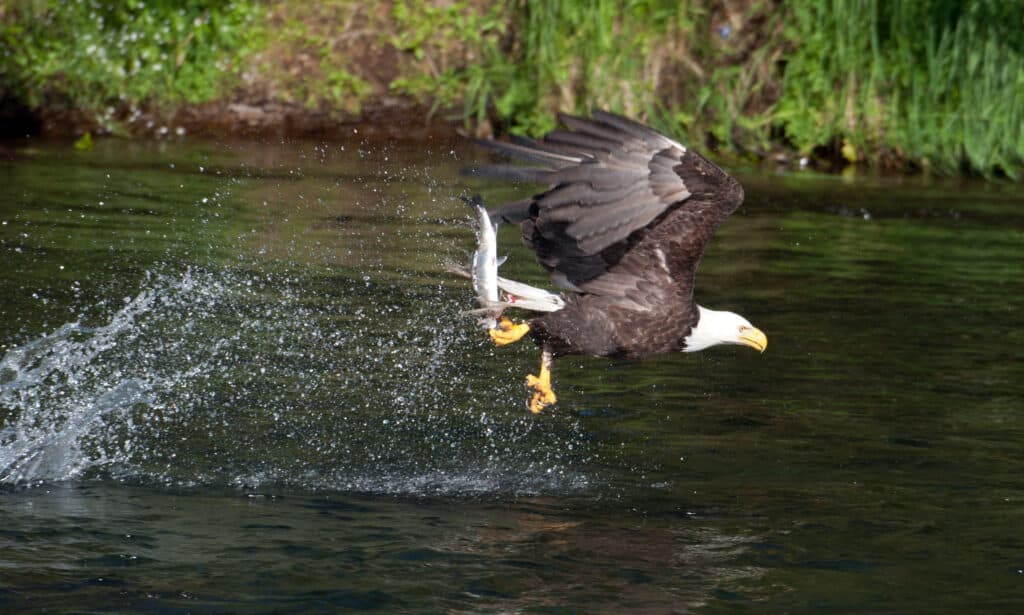 l'aquila calva caccia al salmone