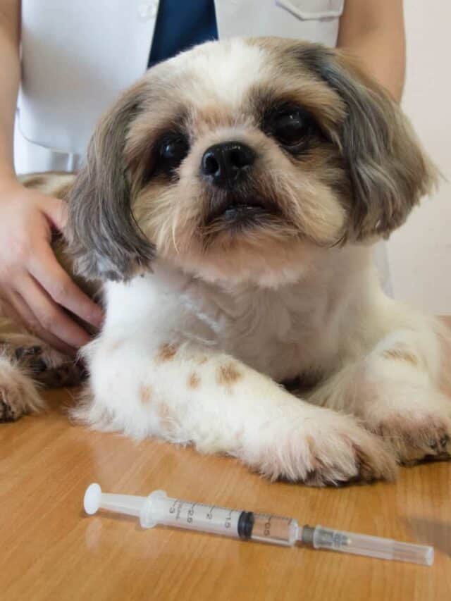 Royal Canin glicobilanciamento