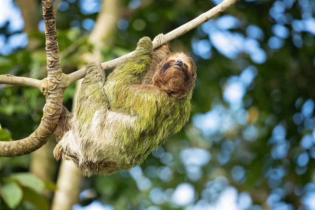 Il bradipo dalla gola bruna (Bradypus variegatus) è una specie di bradipo tridattilo trovato nel regno neotropicale dell'America centrale e meridionale
