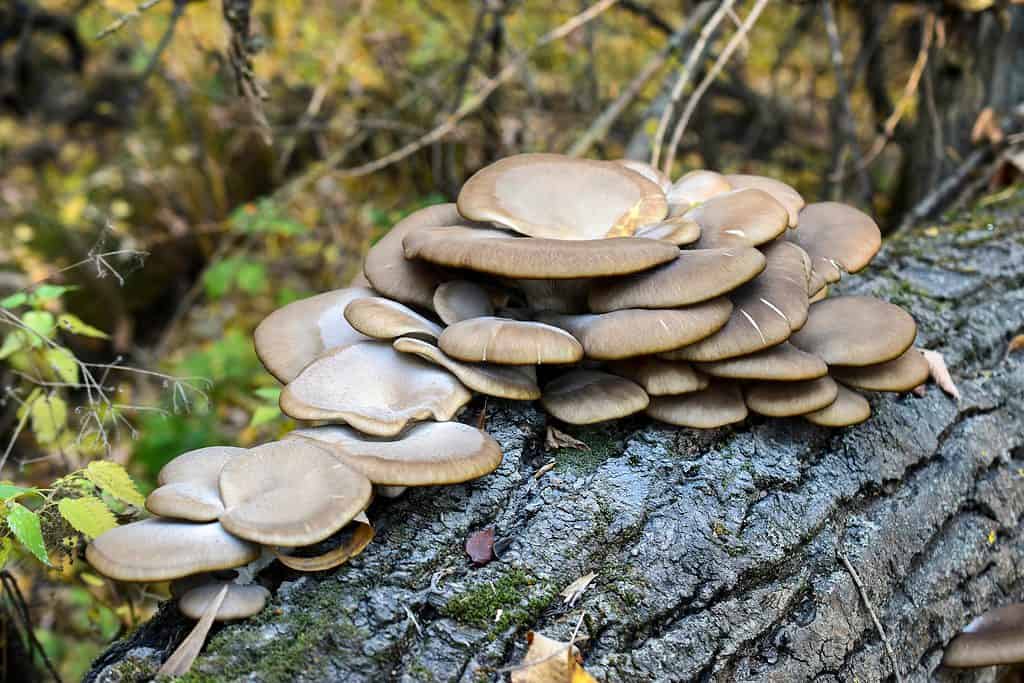 Funghi di ostrica