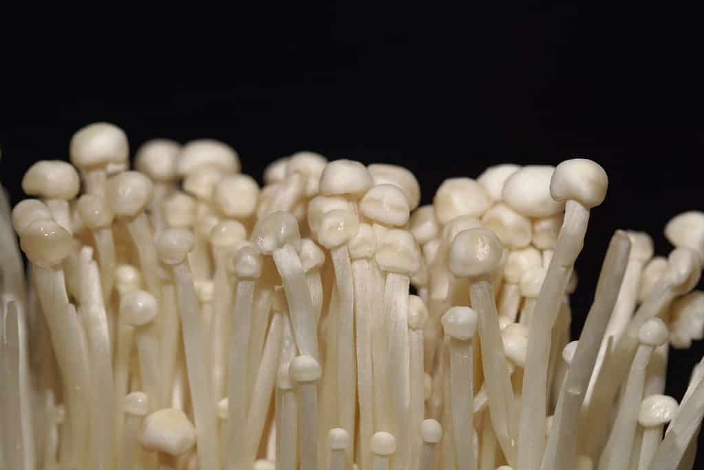 Flammulina filiformis, funghi enoki
