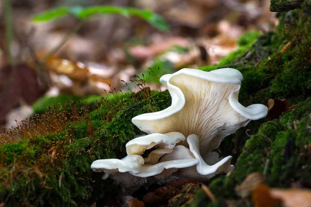 I funghi delle ali d'angelo sono tossici
