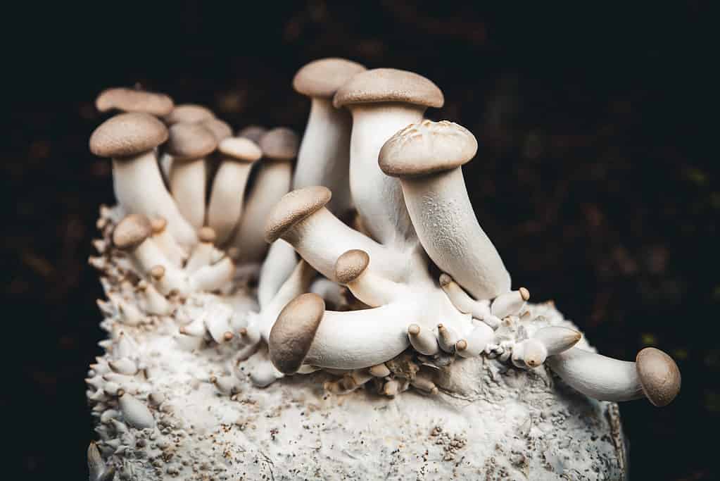 Funghi King Oyster