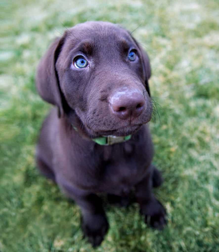Cucciolo di Labrador Retriever