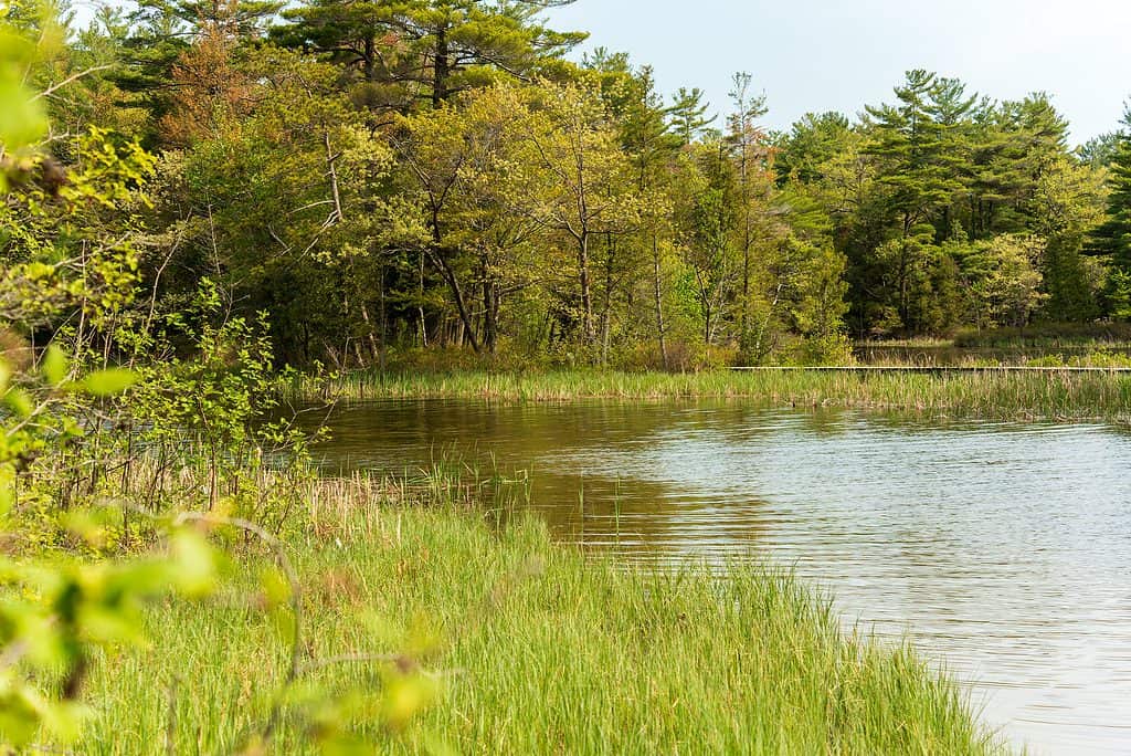 Lago Hamlin