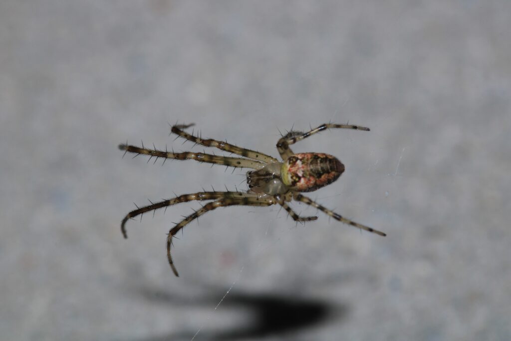 Ragno allungato comune (Tetragnatha extensa)