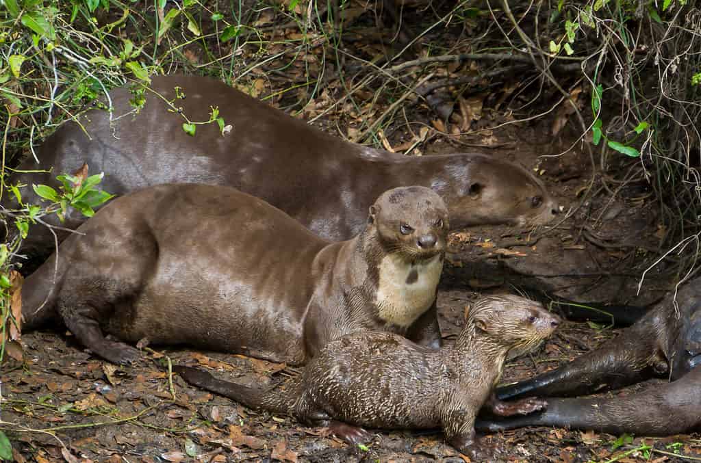 Famiglia di lontre nel Pantanal brasiliano