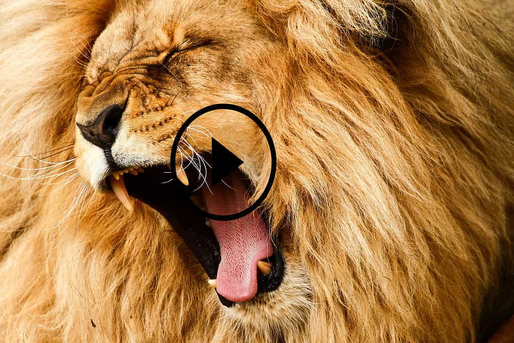 Leone maschio ruggente