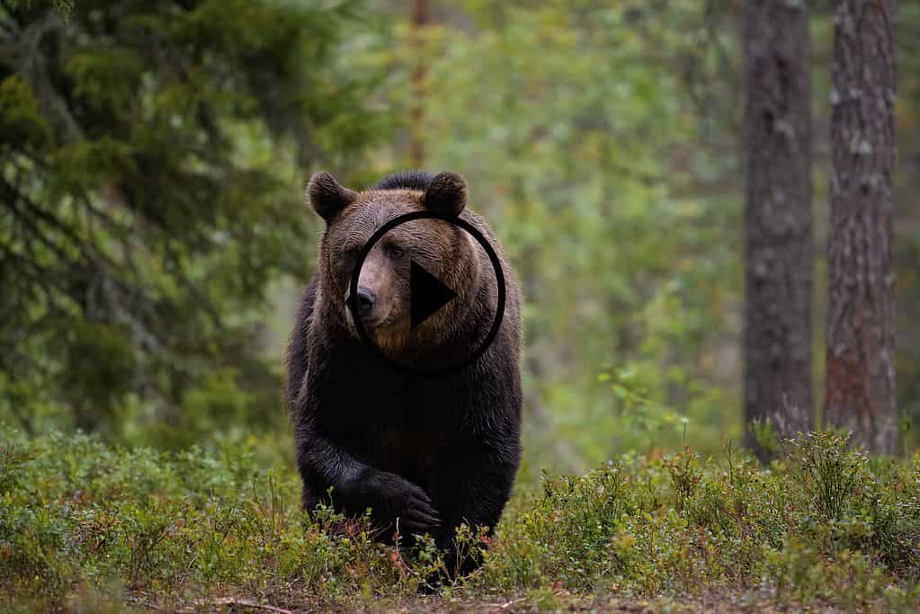 Orso nella foresta