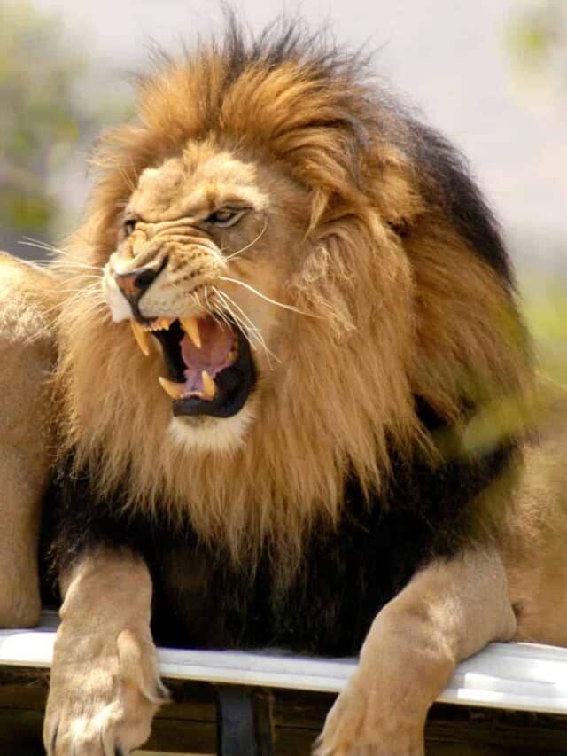 Il leone salta assurdamente in alto