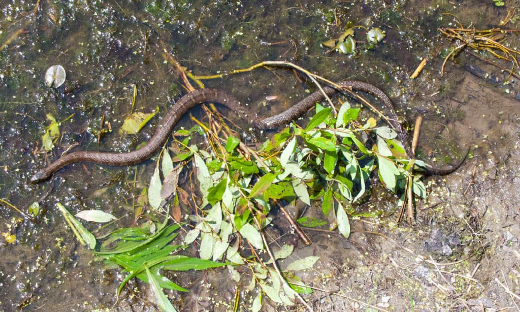 Animale, Animale selvatico, Fauna selvatica, Bellezza naturale, Immagine a colori