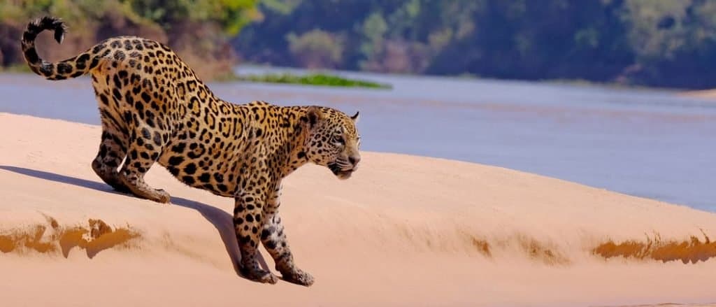 Animali in Sudamerica