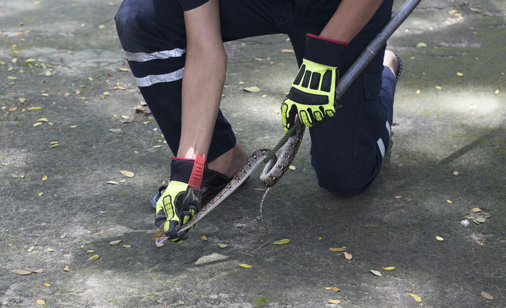 Catturare un serpente