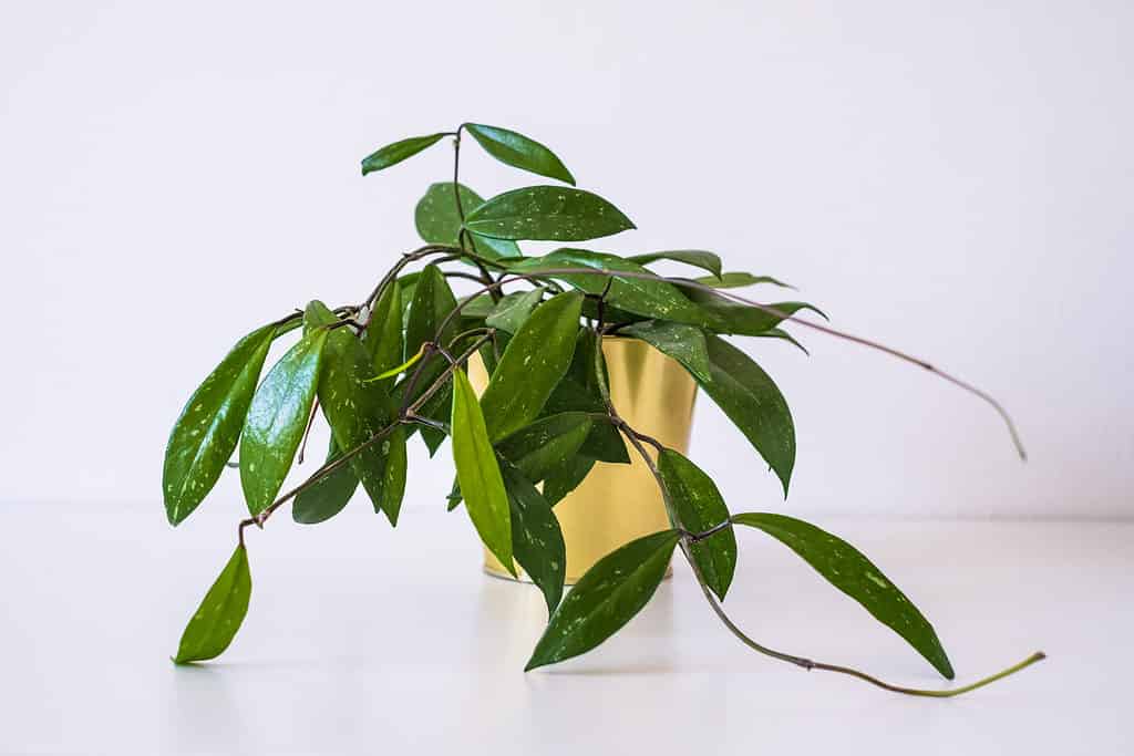 vitigni hoya carnosa