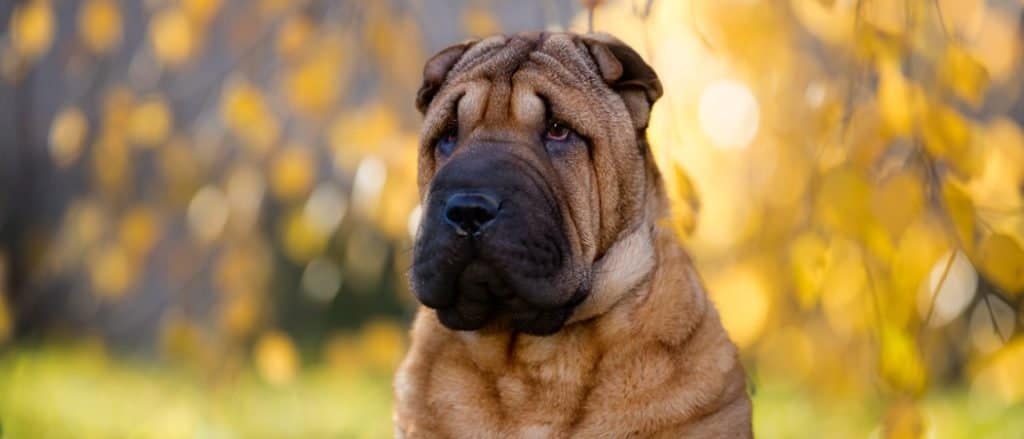 Primo piano cinese di Shar Pei
