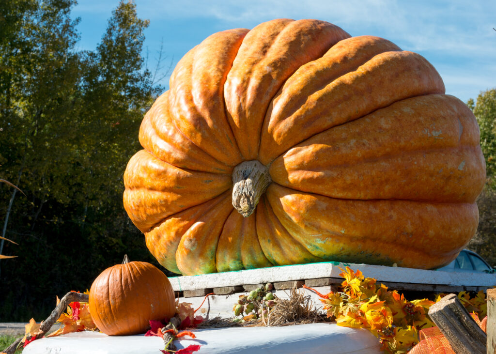 Zucca enorme