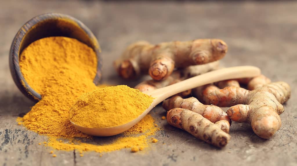 Polvere di curcuma e curcuma fresca su sfondo di legno.