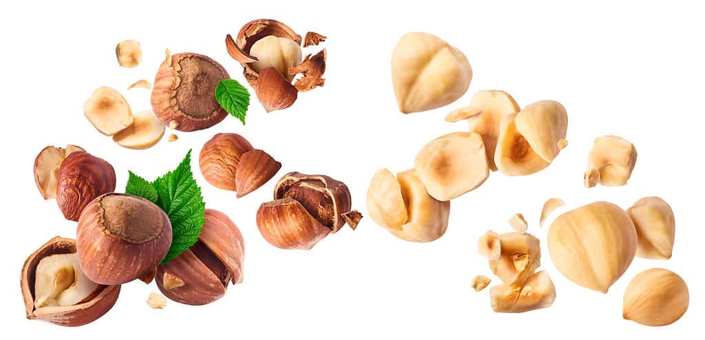 Nocciola