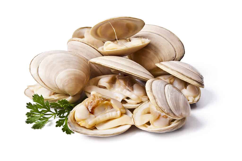 molluschi