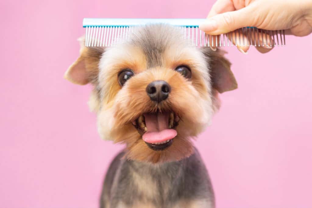 toelettatura del cane