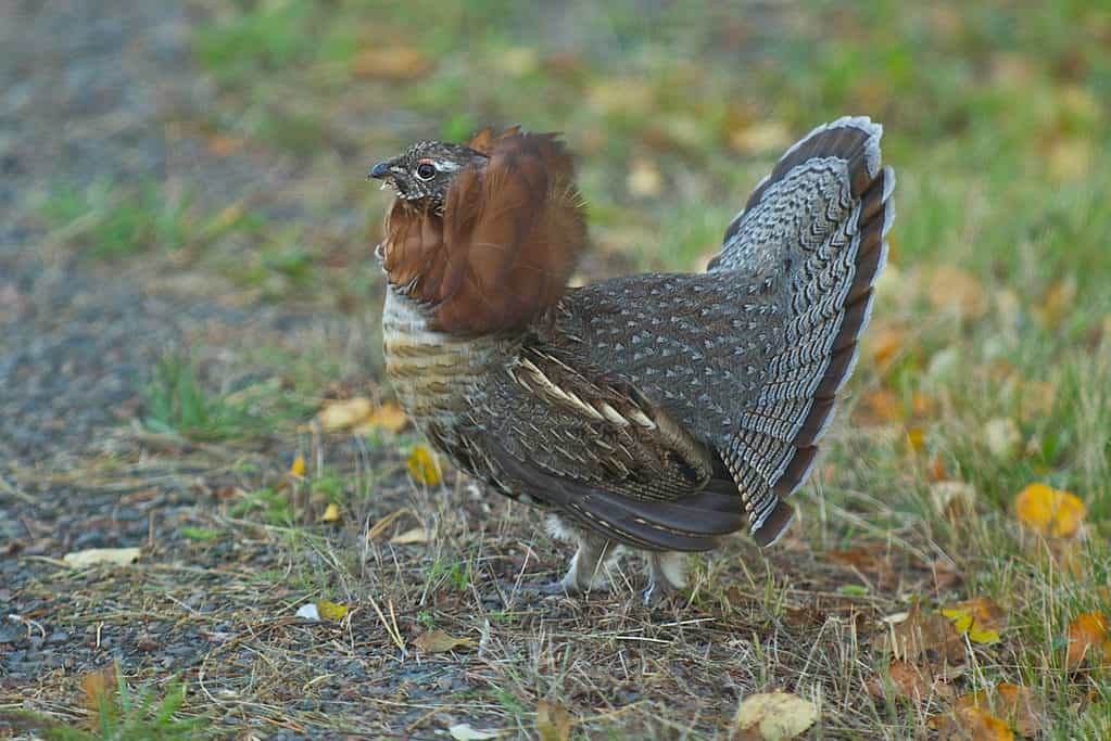 gallo cedrone