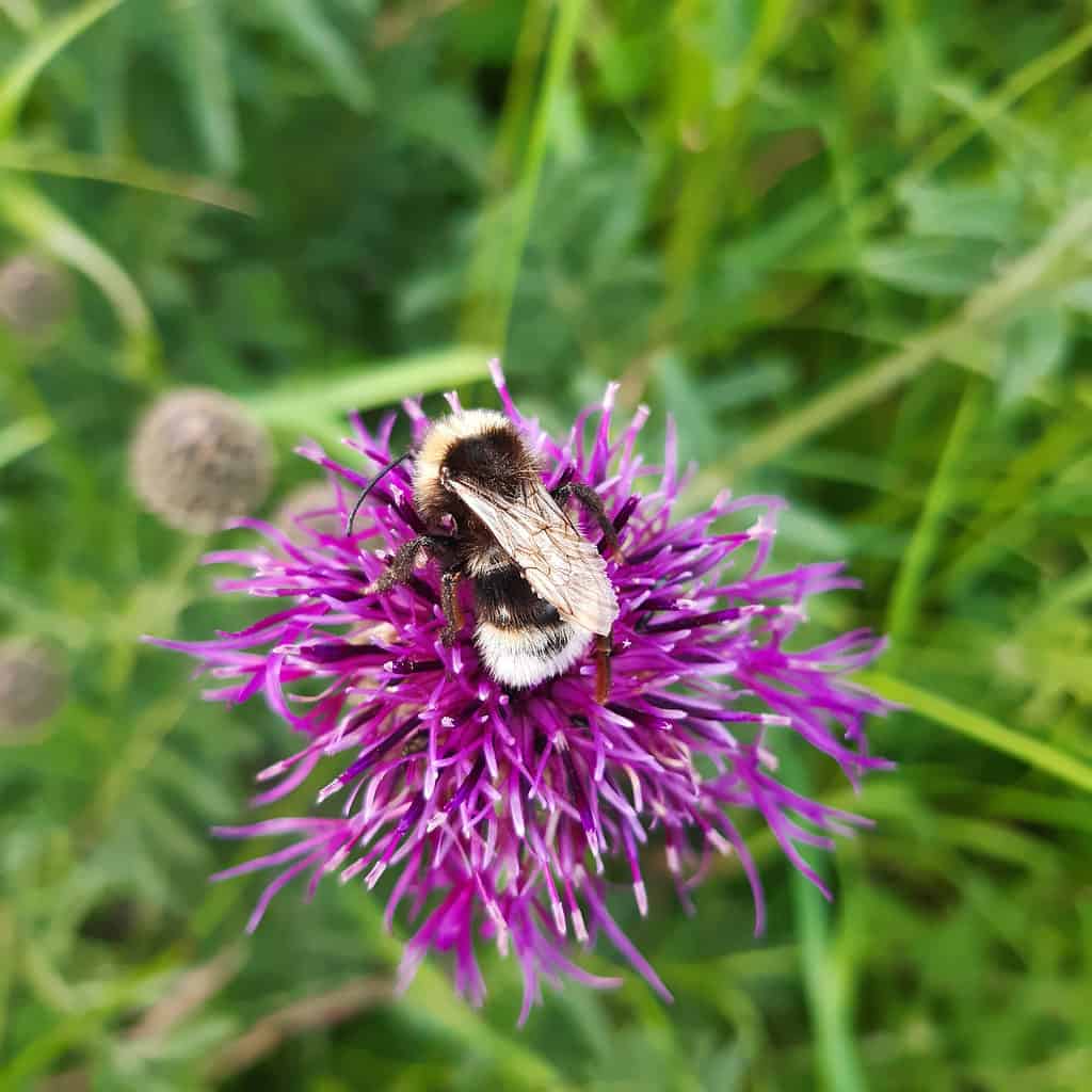 Macro del calabrone del cuculo di Barbut (Bombus barbutellus) su una pianta del knapweed.  L'ape è principalmente dal marrone scuro al nero con accenti bianchi gialli o color crema.  Il fiore è rosa.