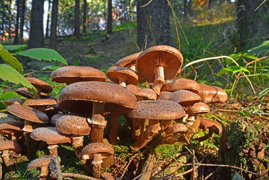 armillaria ostoyae solidipes grappolo di funghi