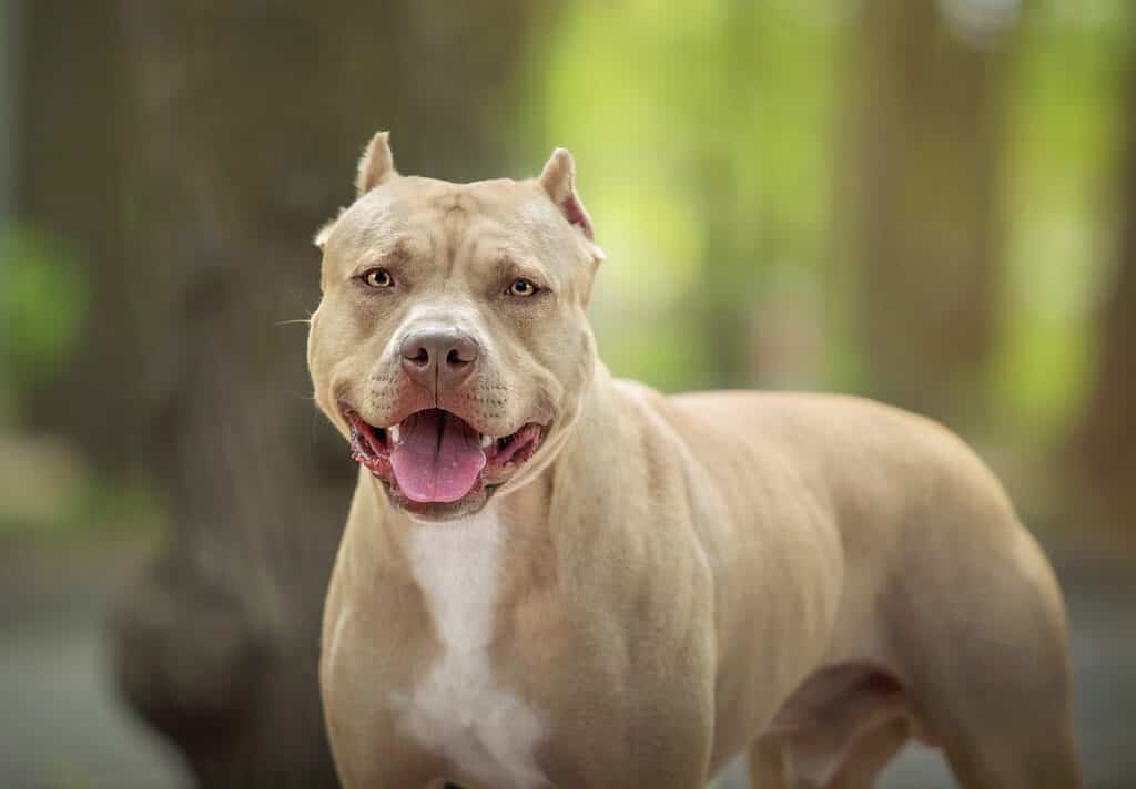 Pit bullterrier