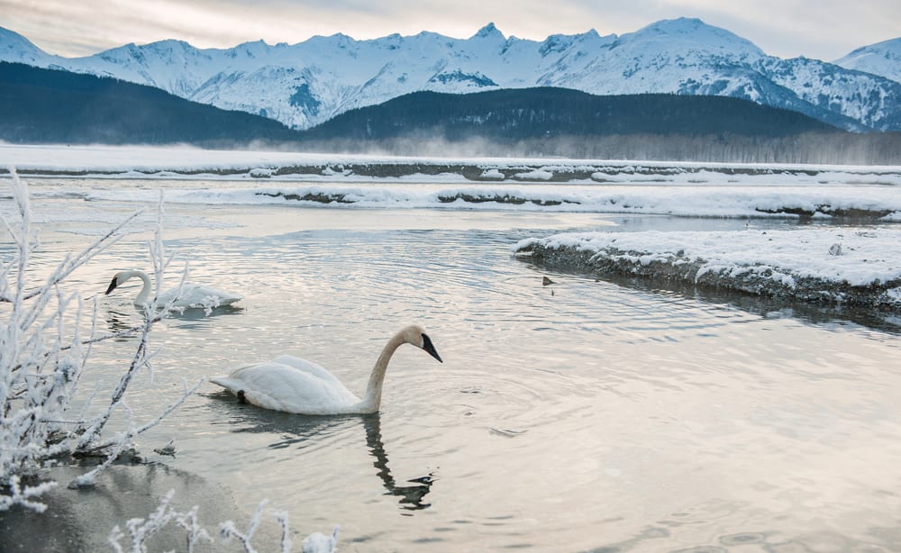 cigno della tundra