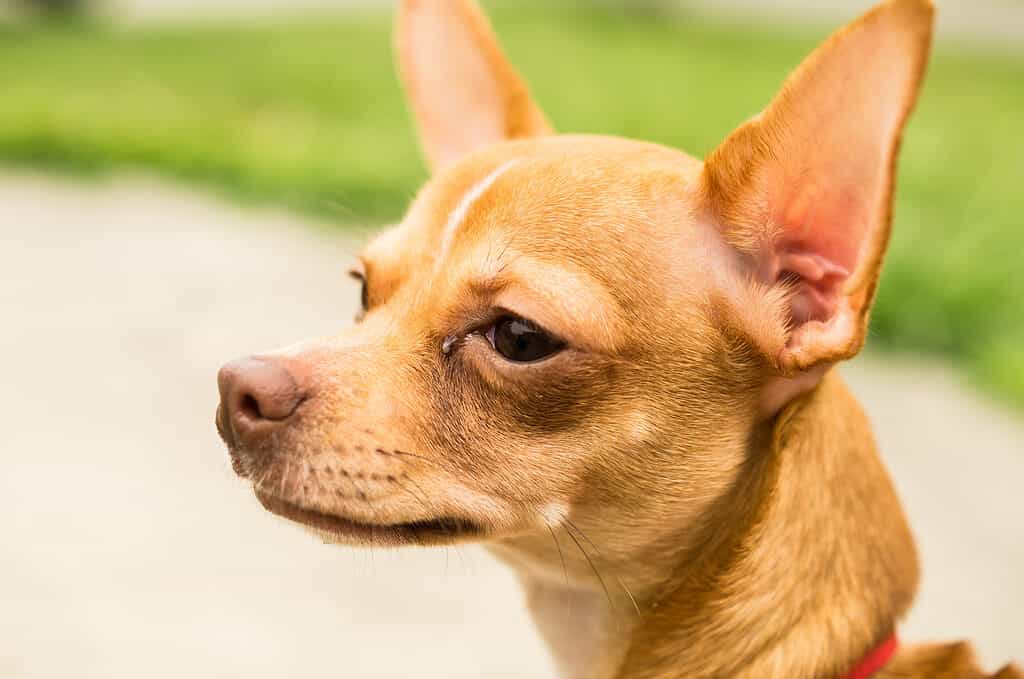 Chihuahua testa di cervo