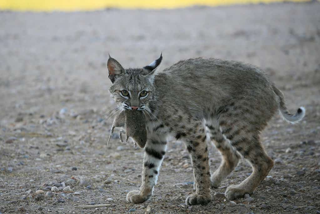 gatto selvatico con un topo