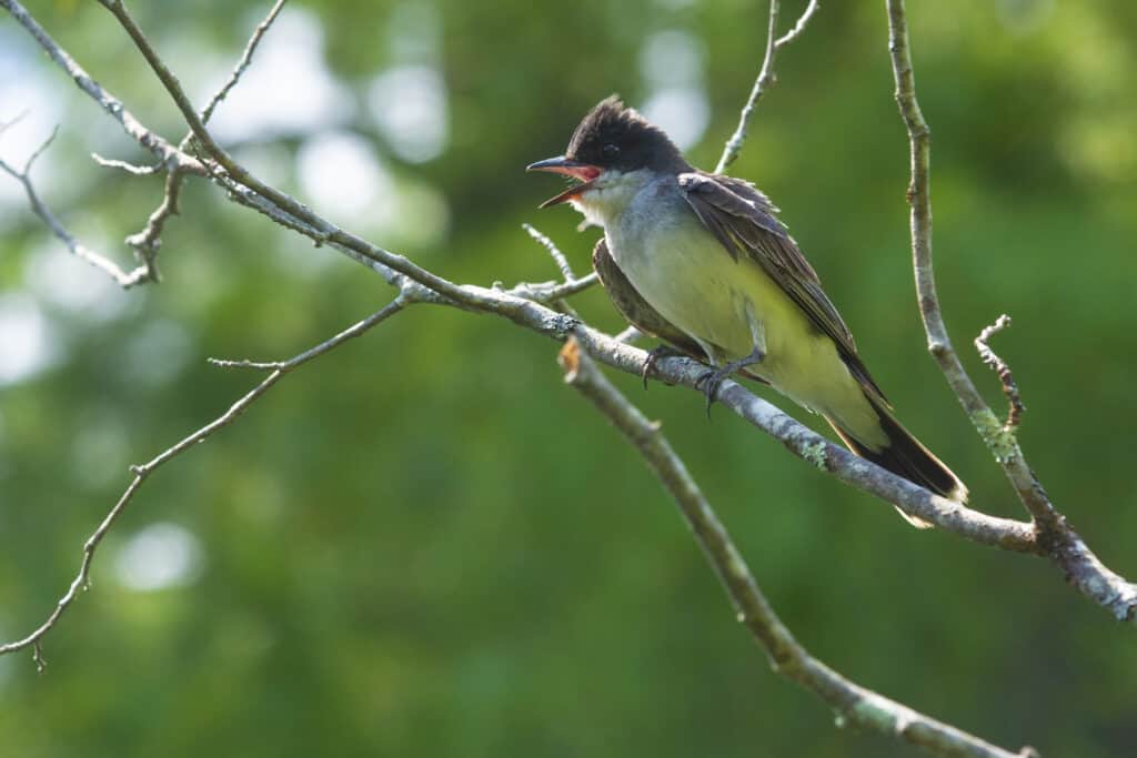 Kingbird orientale