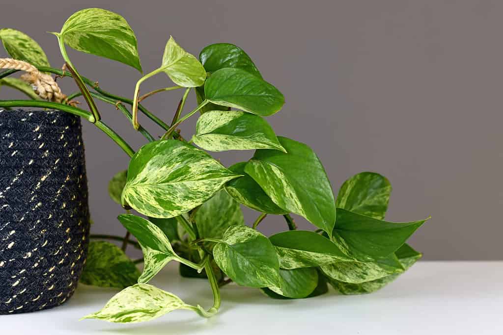 Vite rampicante della pianta di Pothos