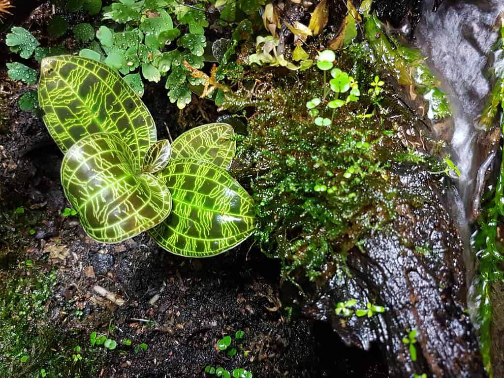 Le orchidee gioiello prosperano in condizioni di scarsa illuminazione